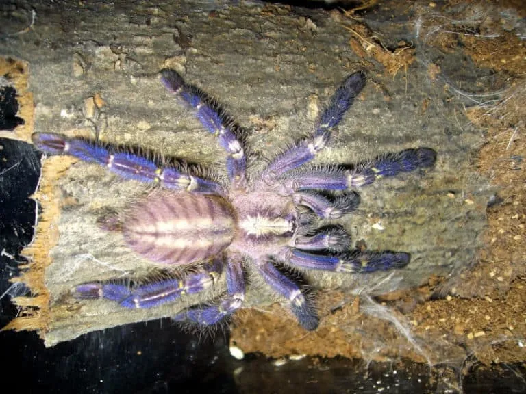 17988 gooty sapphire tarantula overview