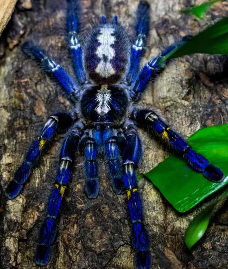 /img/17988-gooty-sapphire-tarantula-veterinary.webp