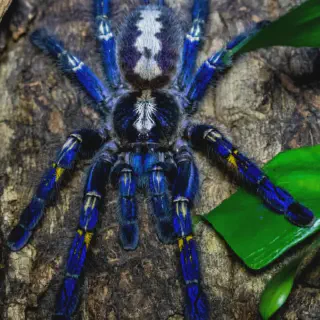 /img/17988-gooty-sapphire-tarantula-veterinary.webp
