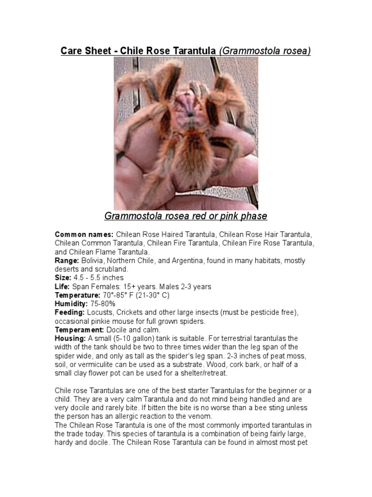 17990 gbb tarantula feeding