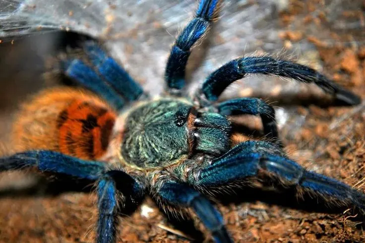 17990 gbb tarantula handling