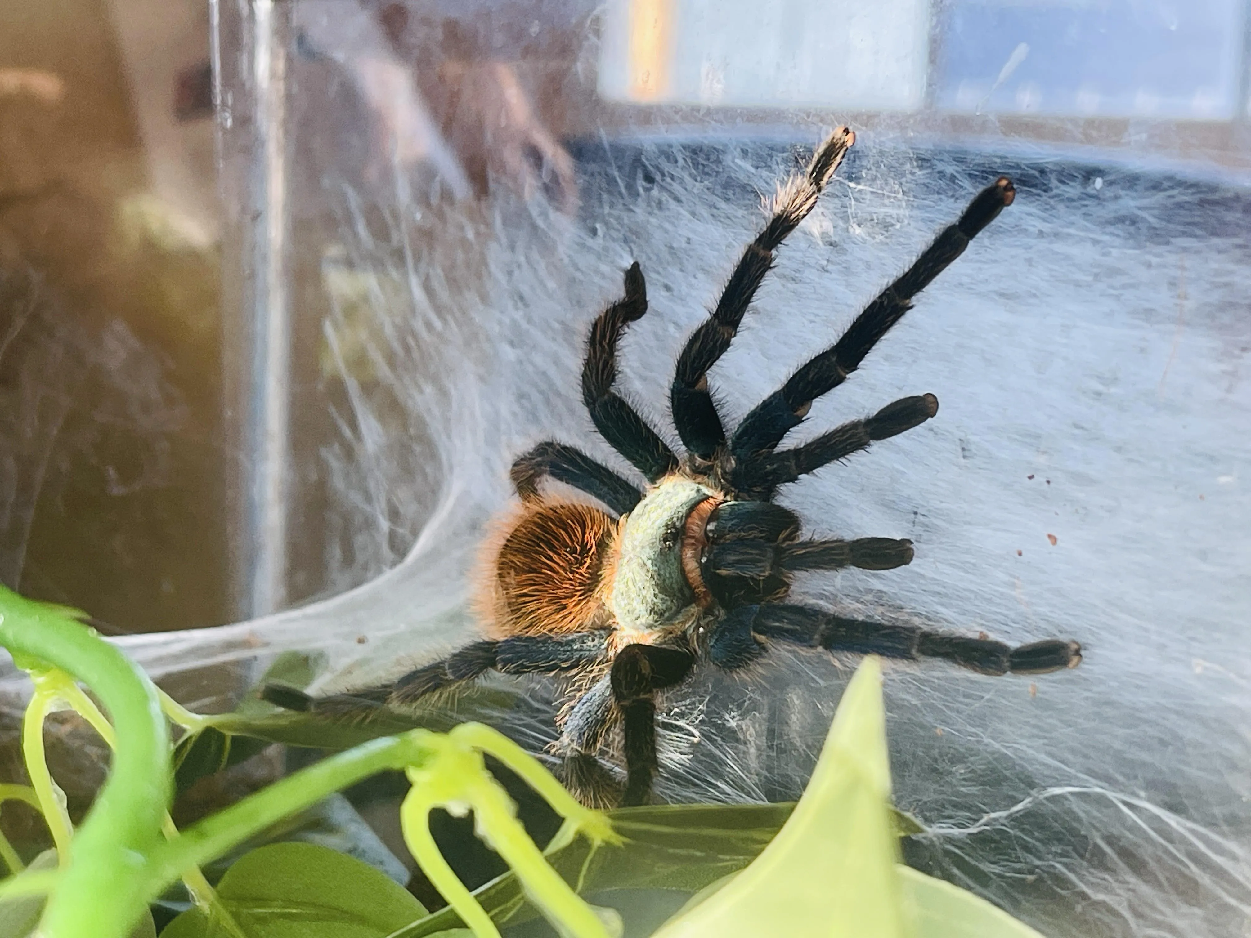 17990 gbb tarantula molting