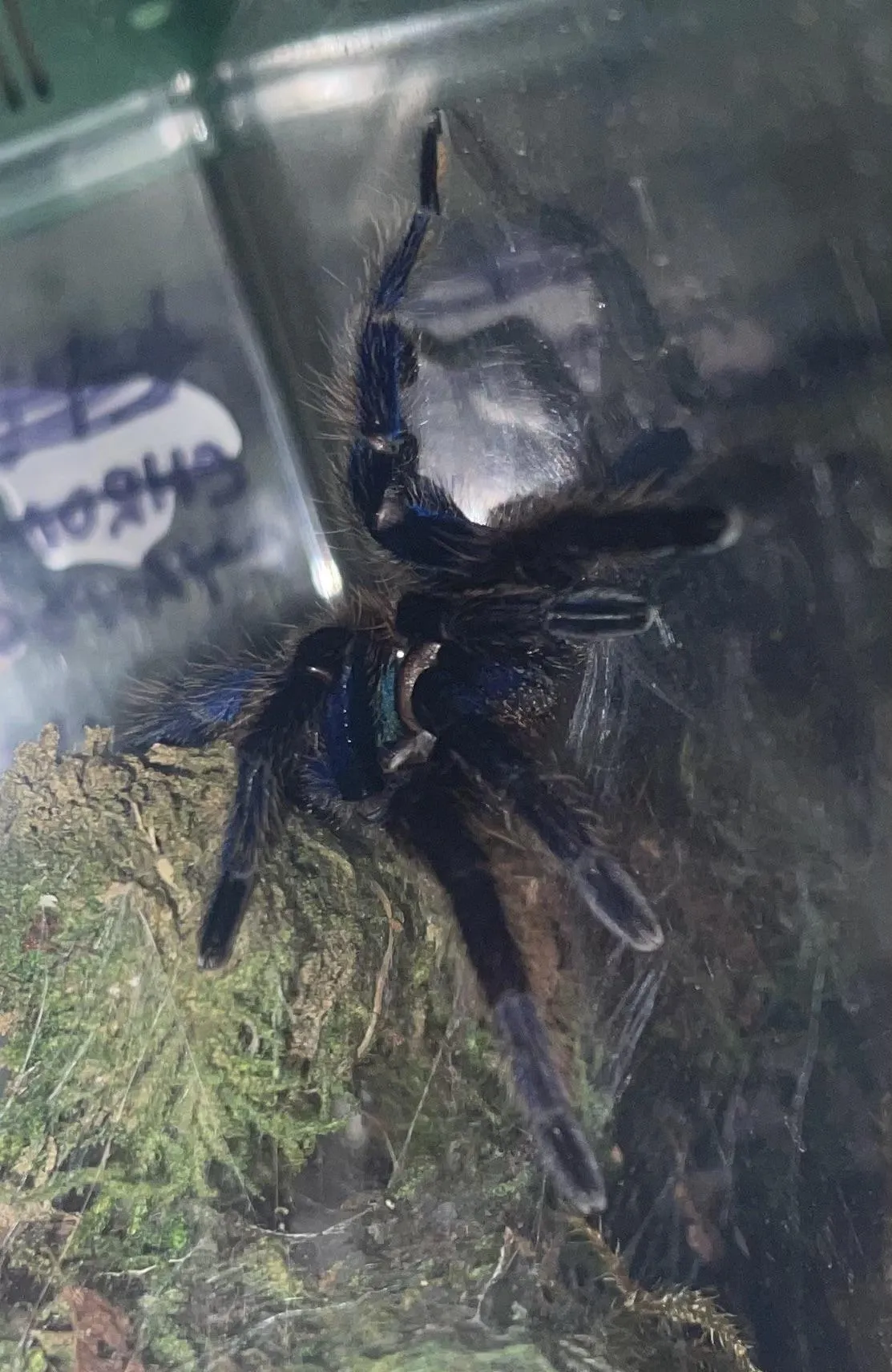 17990 gbb tarantula spiderling