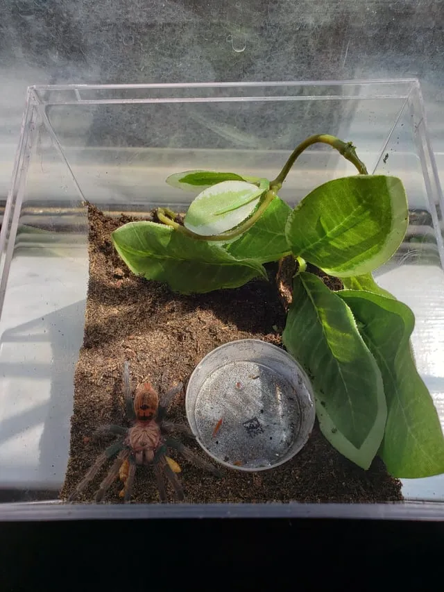 17990 gbb tarantula water