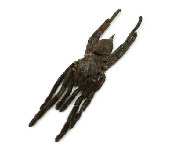 17993 dried tarantula cooking