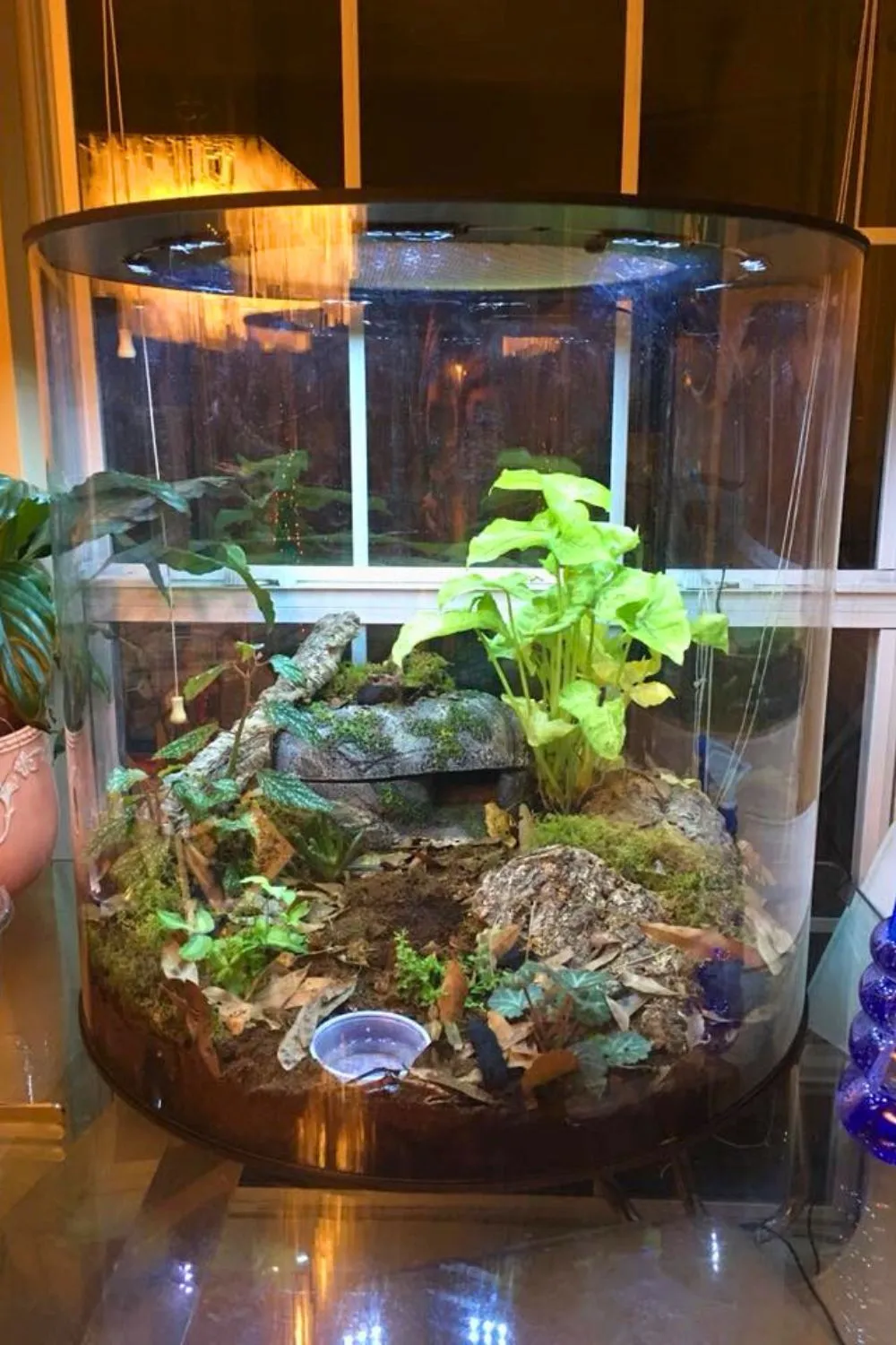 17994 horizontal tarantula enclosure