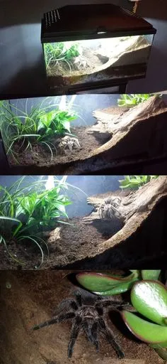 17994 tarantula substrate options