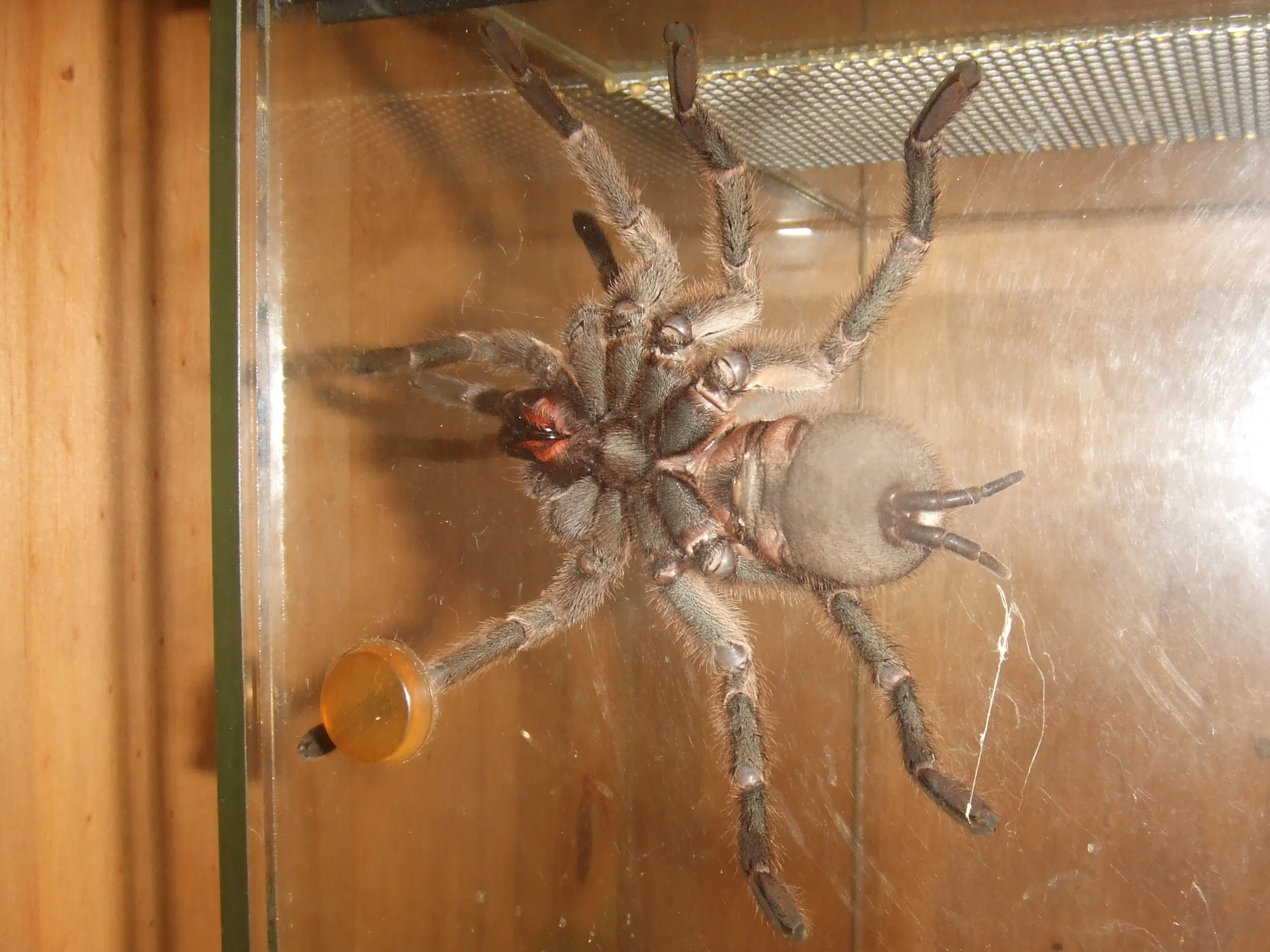 17995 p baeri tarantula enclosure