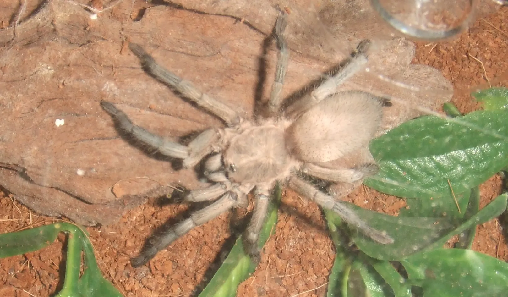 17995 p baeri tarantula habitat