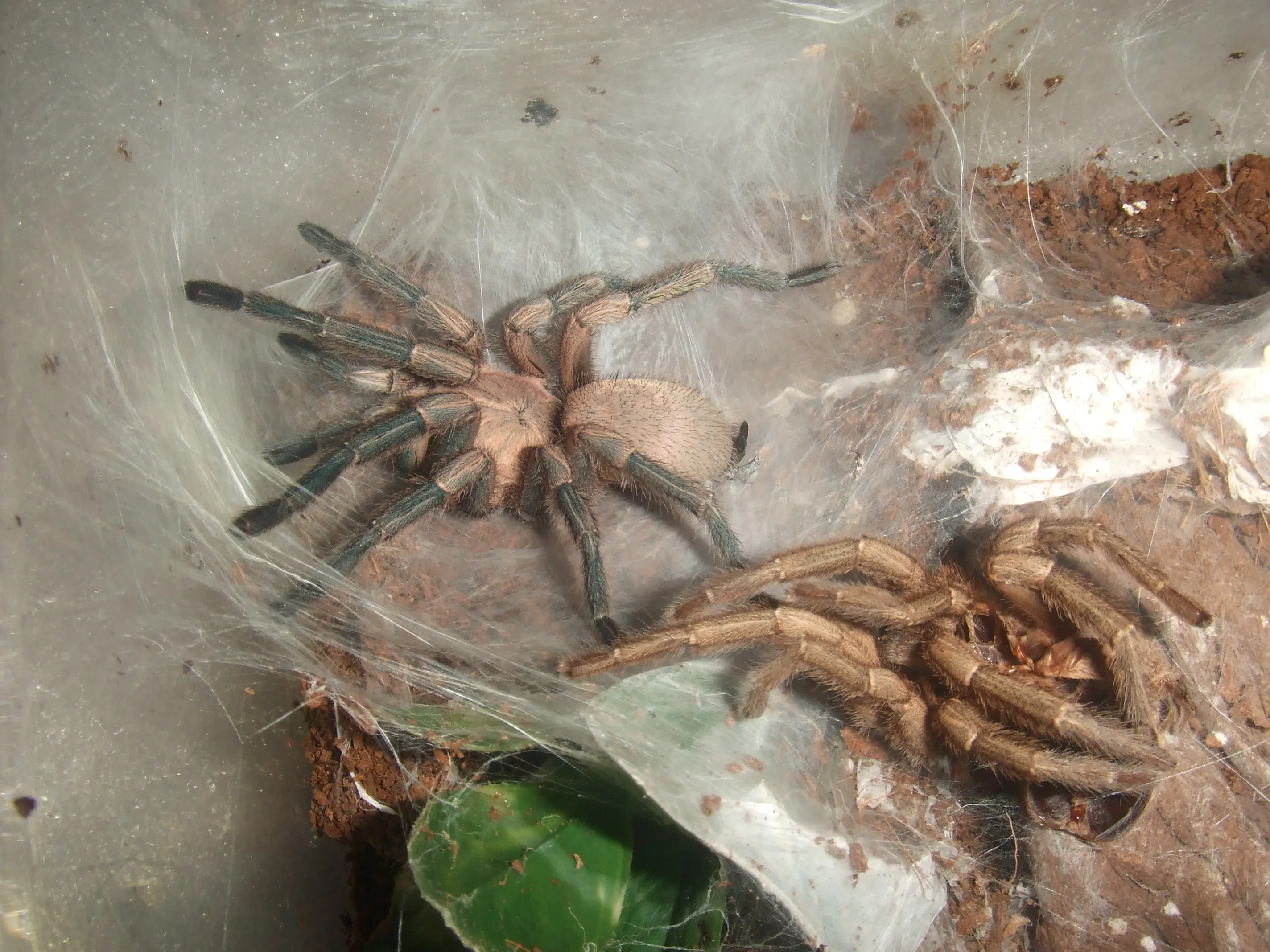 /img/17995-p-baeri-tarantula-handling.webp