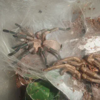 /img/17995-p-baeri-tarantula-handling.webp