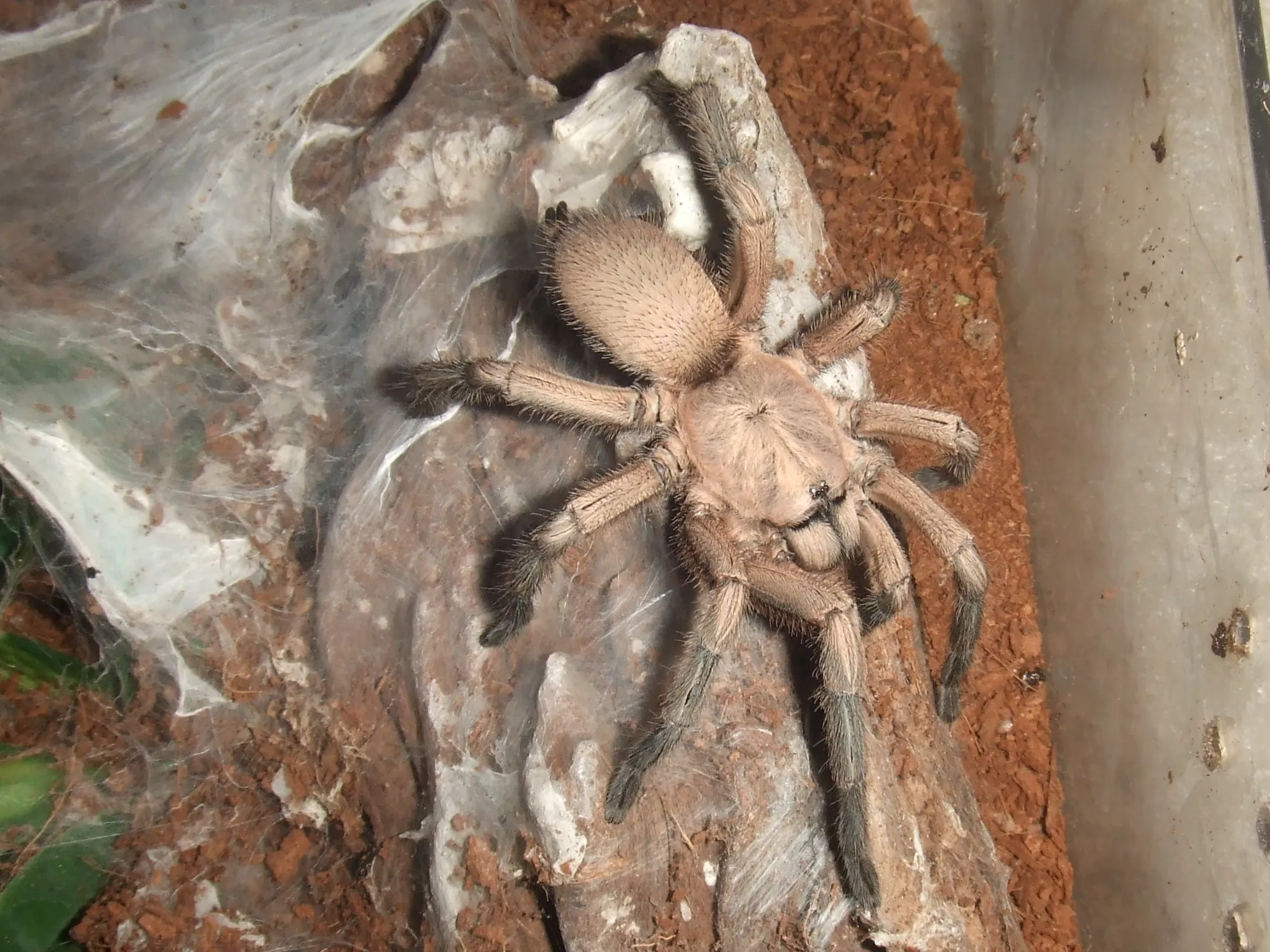 17995 p baeri tarantula health