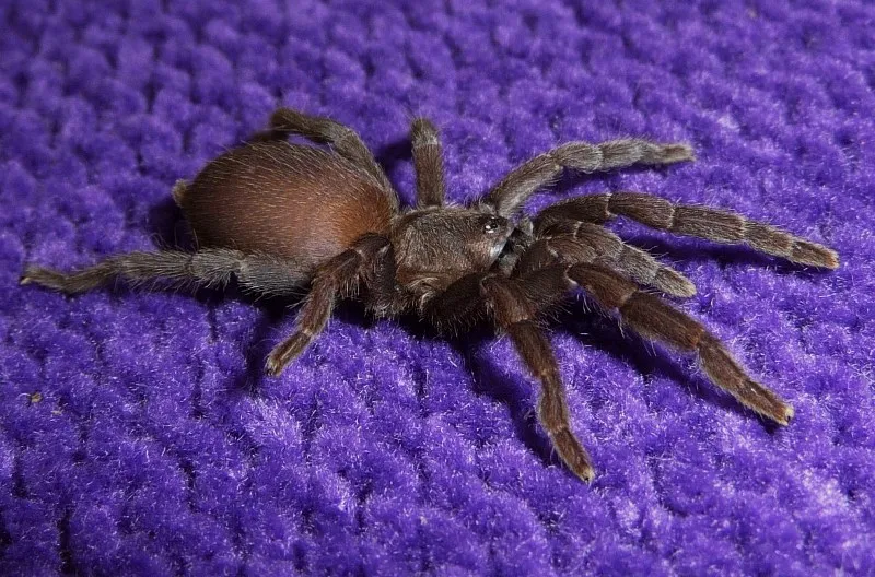 17995 p baeri tarantula size