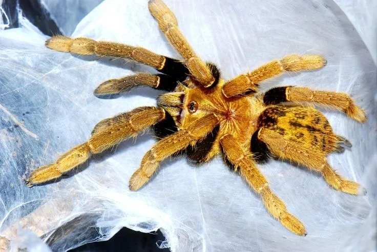 17996 baboon tarantula enclosure setup