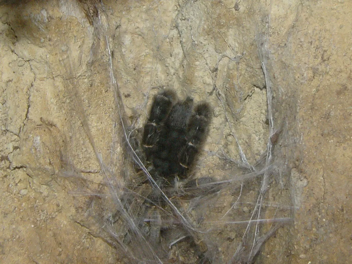 17996 baboon tarantula habitat