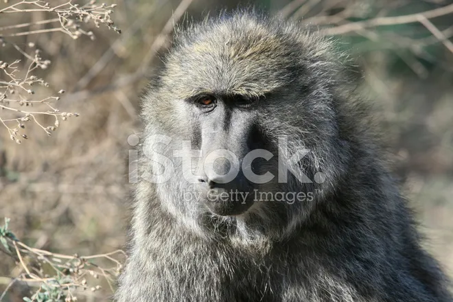 /img/17996-baboon-tarantula-healthy-tarantula.webp