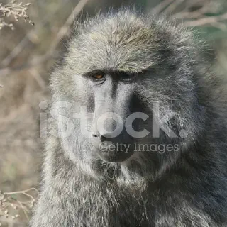 /img/17996-baboon-tarantula-healthy-tarantula.webp