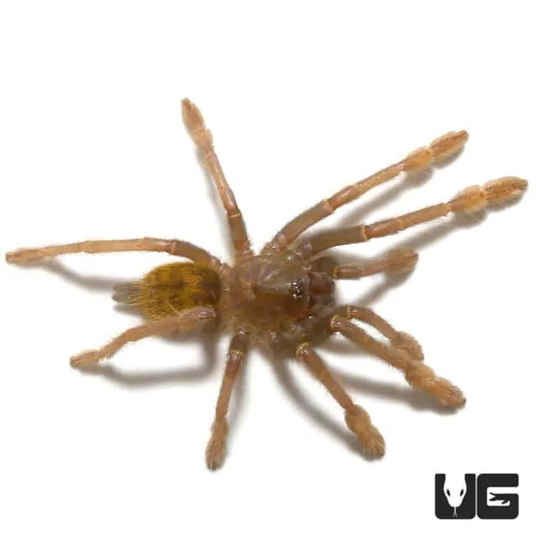 17996 baboon tarantula size comparison