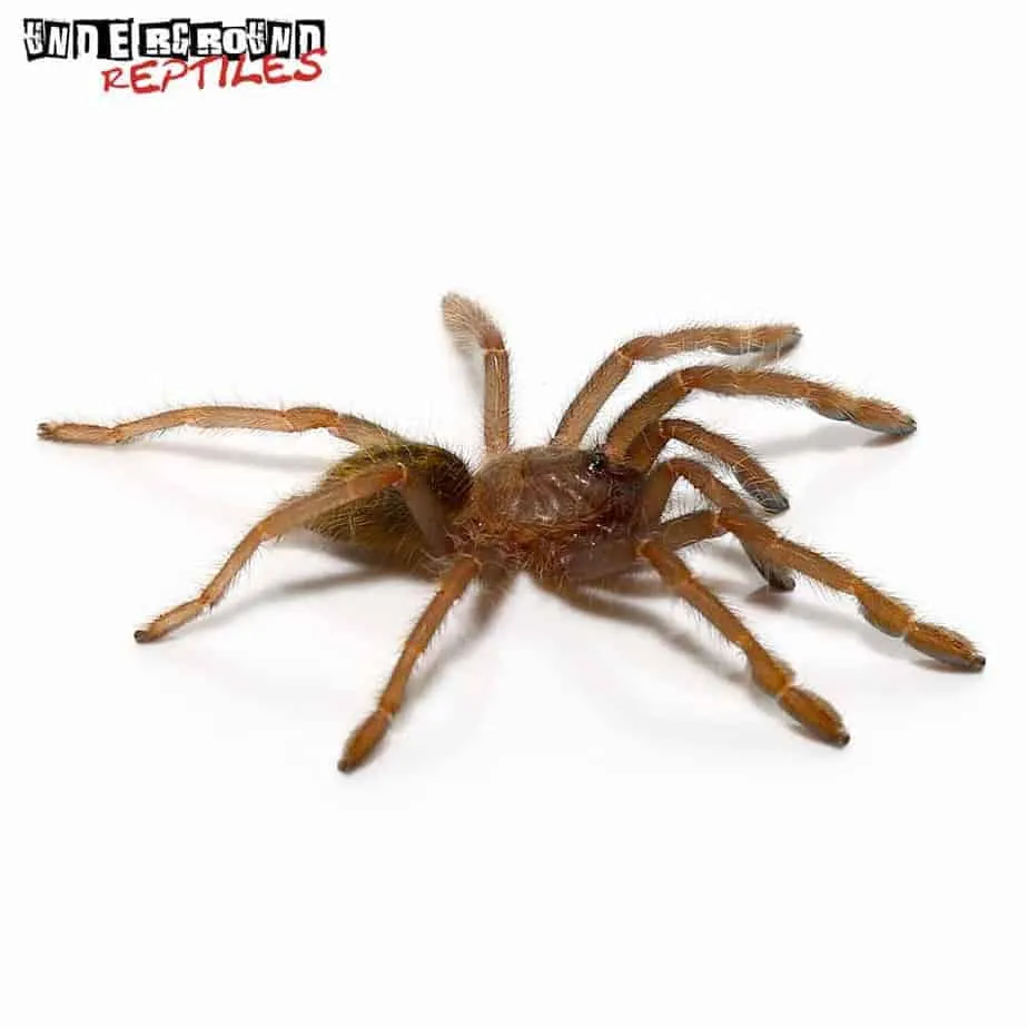 17996 black olive baboon tarantula overview