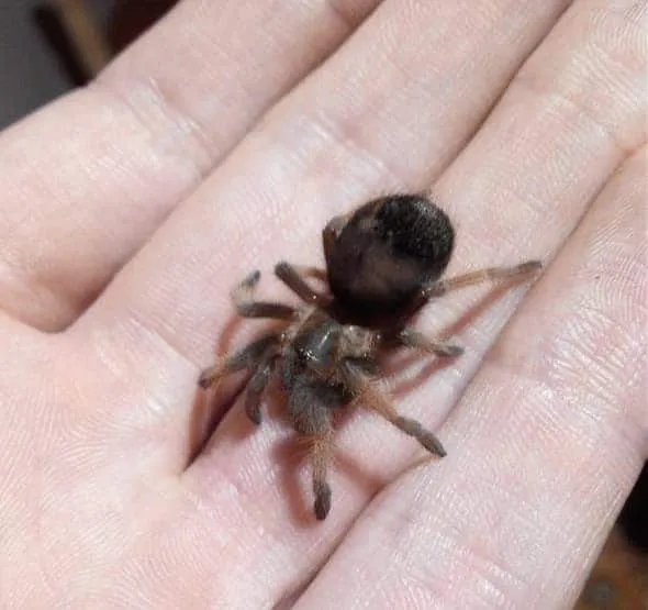 17998 tarantula enclosure setup