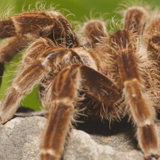 /img/17998-tarantula-owner-community.webp