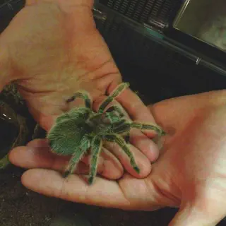 /img/17999-rose-hair-tarantula-burial.webp
