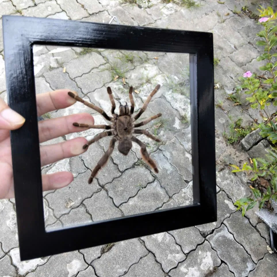 18000 tarantula float material