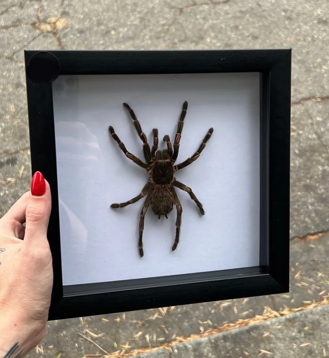 18001 birdeater tarantula enclosure