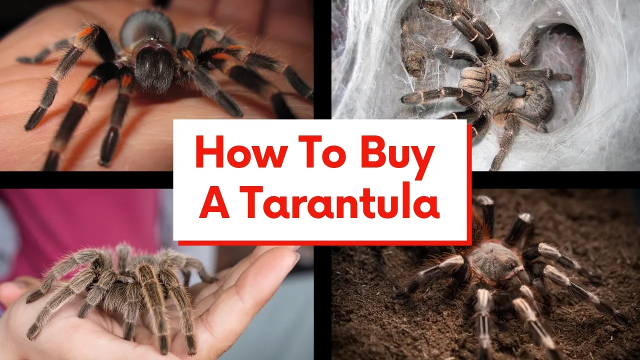 18001 birdeater tarantula overview