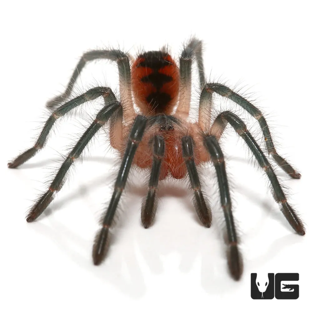 18001 birdeater tarantula size