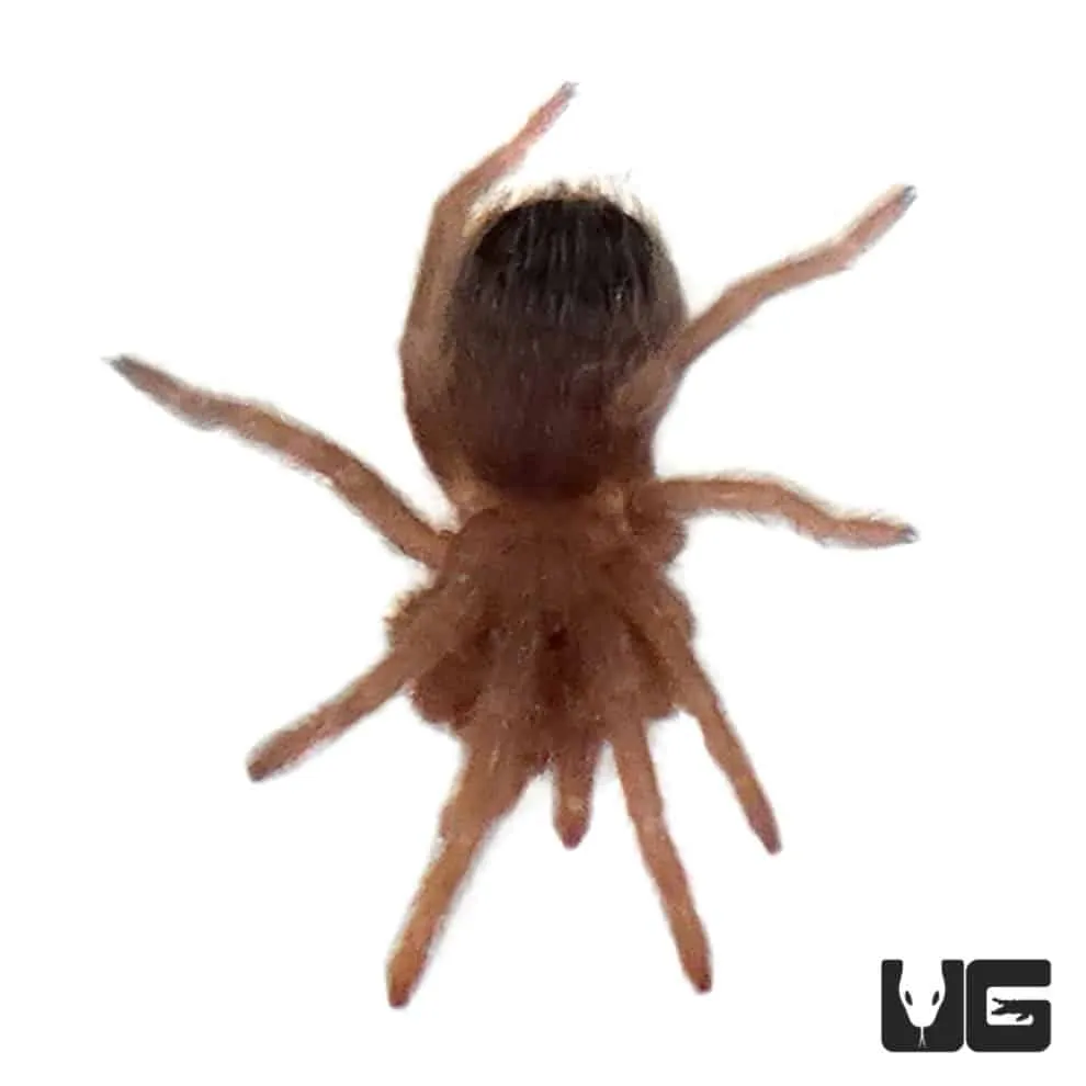 18001 birdeater tarantula species