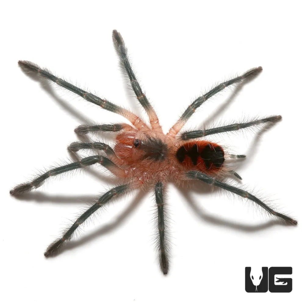 18001 healthy birdeater tarantula