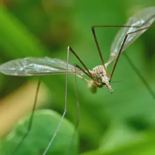 /img/18002-long-term-mosquito-control.webp