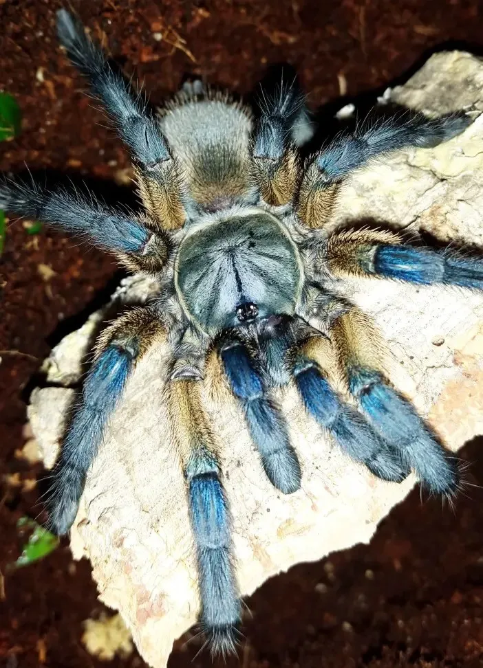 18003 blue baboon tarantula enclosure