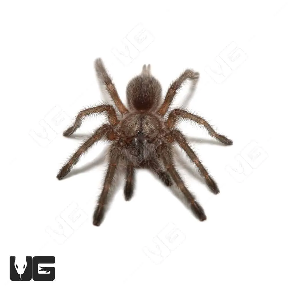 18003 blue baboon tarantula feeding