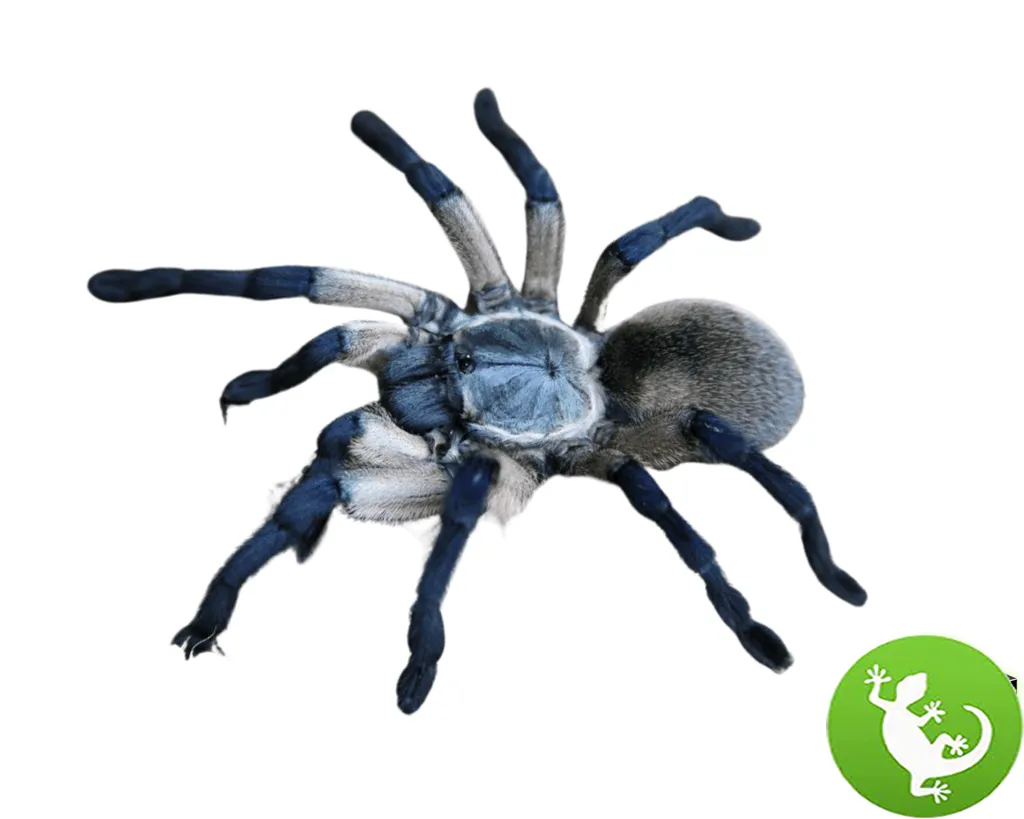 18003 blue baboon tarantula health