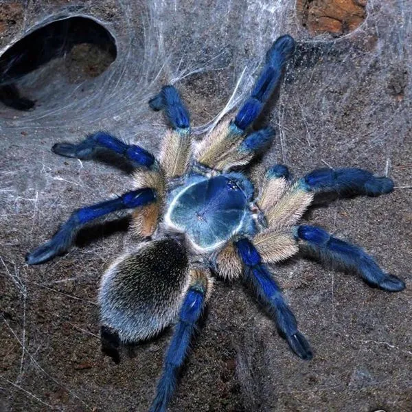 18003 blue baboon tarantula introduction