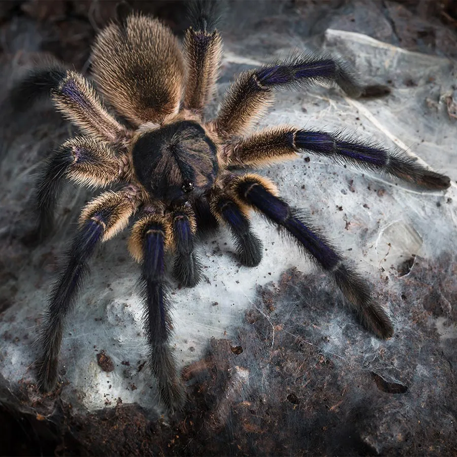 /img/18003-blue-baboon-tarantula-molting.webp