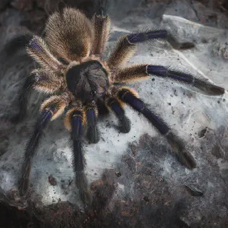 /img/18003-blue-baboon-tarantula-molting.webp