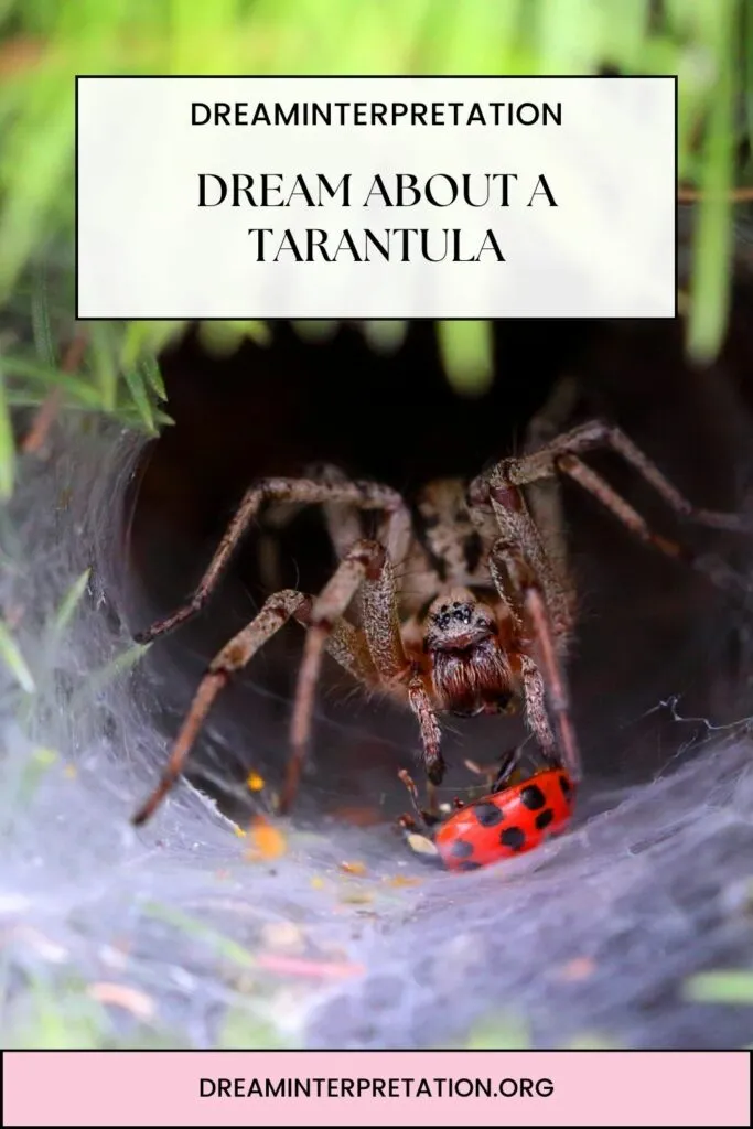 /img/18005-tarantula-dream-scenarios.webp