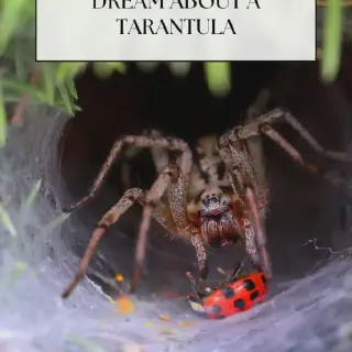 /img/18005-tarantula-dream-scenarios.webp