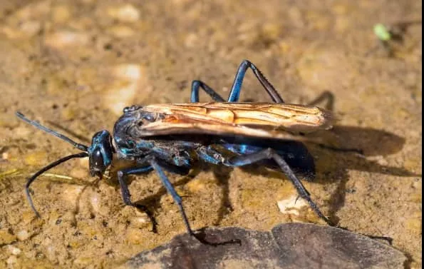 18006 crickets for tarantulas