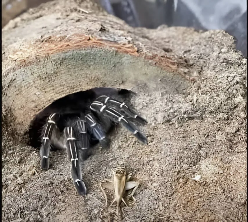 18006 roaches for tarantulas