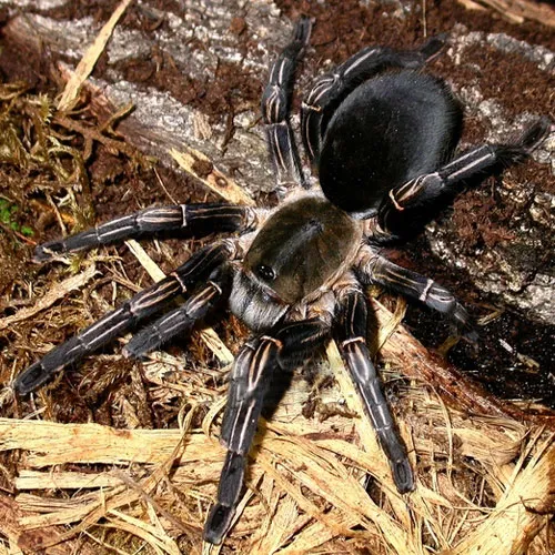 18006 water dish tarantula