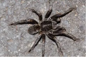 18006 waxworms for tarantulas