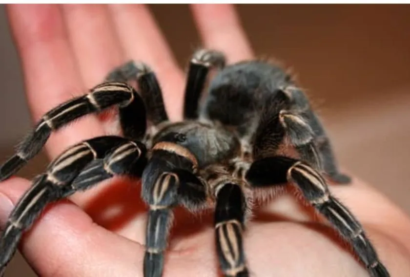 18006 zebra tarantula eating