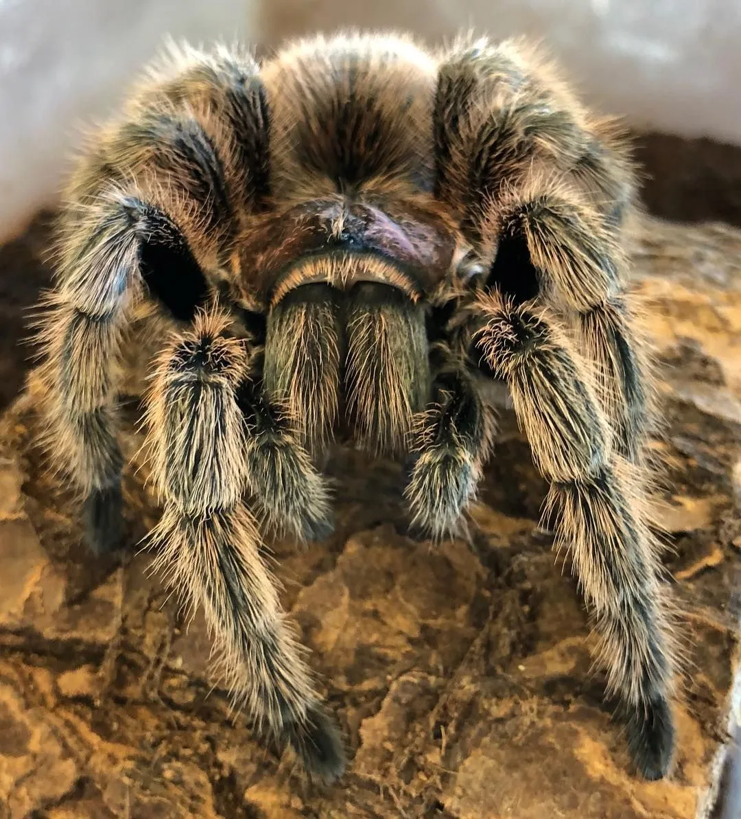 18007 rose hair tarantula heating