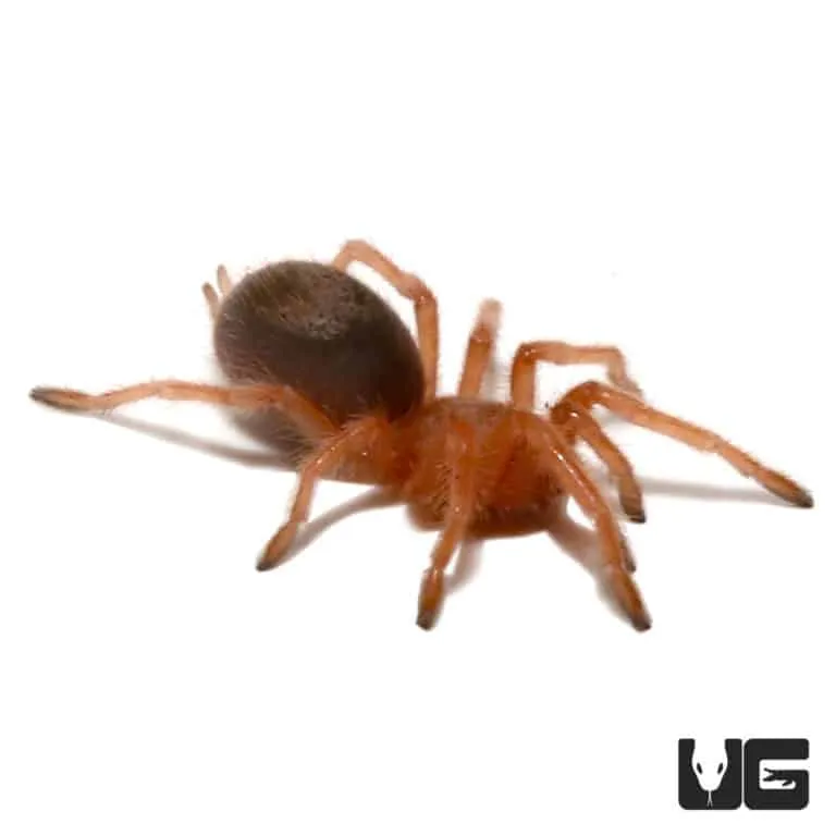 /img/18007-rose-hair-tarantula-vet-care.webp