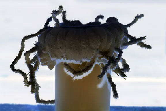 18008 albino tarantula habitat