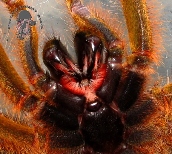 18009 identifying tarantula types